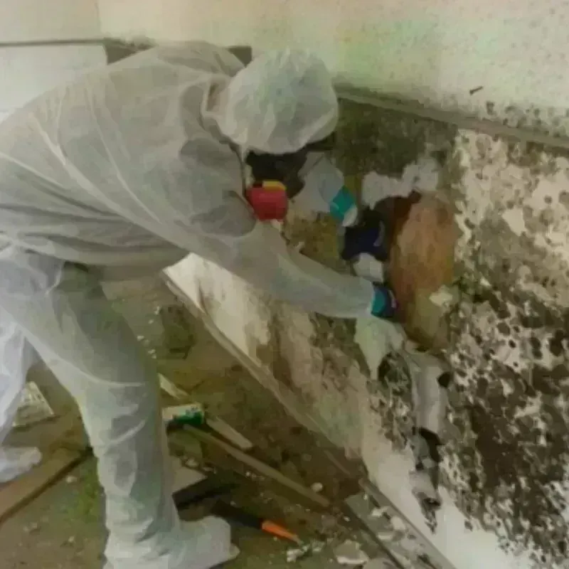 Best Mold Remediation and Removal Service in Rustburg, VA